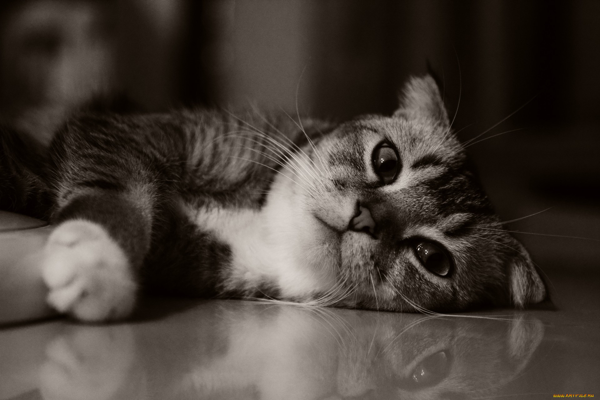 , , , kitty, kitten, cute, , cat, 